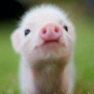 Profile Picture of Robin Gaston (@robin.gaston) on Instagram