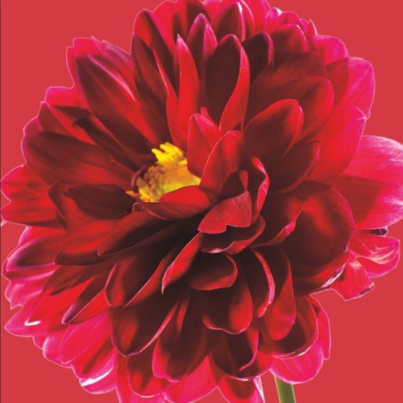 Profile Picture of Cindy Alexakos (@calex24) on Poshmark