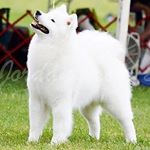 Profile Picture of Donna glickman (@snokrestsamoyeds) on Instagram