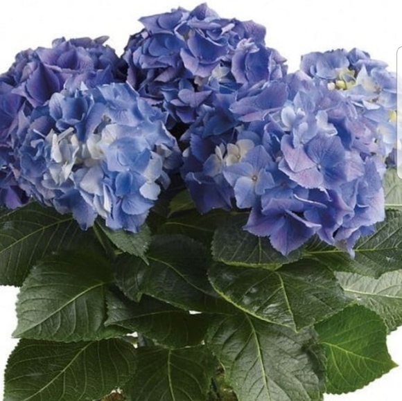 Profile Picture of D Boyd (@wingsofthewind) on Poshmark