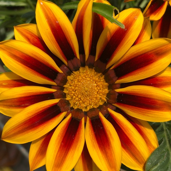 Profile Picture of Amy Padron (@daniela_amy) on Poshmark