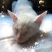 Profile Picture of Joanne Benger (@joannebenger) on Pinterest