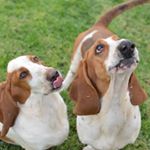 Profile Picture of Bruce and Harvey Basset Hounds (@bruce_and_harvey_bassethounds) on Instagram