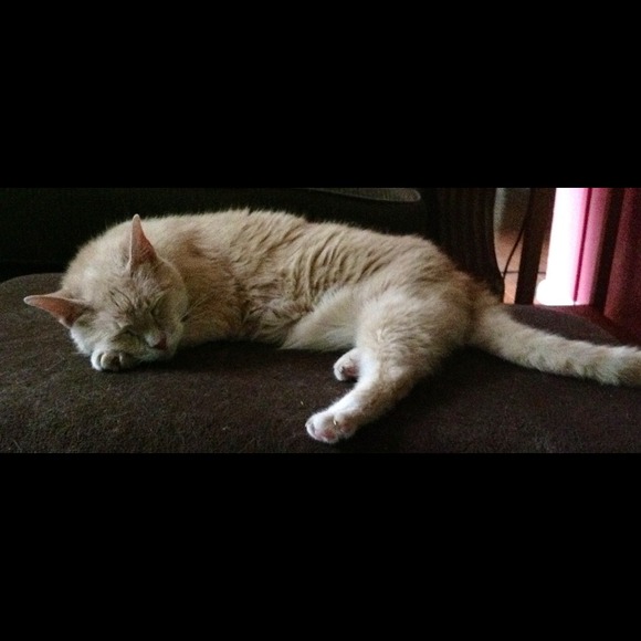 Profile Picture of Josephine Sorrell (@jothebookgirl) on Poshmark