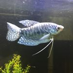 Profile Picture of Blue, Alex, Chips Ahoy, Jason (@blue_the_gourami) on Instagram