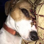 Profile Picture of Clancy (@clancy_and_cooper) on Instagram