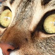 Pat Goschy - Youtube Profile Picture of Pat Goschy (@PGoschy) on Youtube