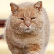 Amy Wilkinson - Youtube Profile Picture of Amy Wilkinson (@AmyWilkinson-fk7mc) on Youtube