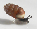 Profile Picture of Pupilla muscorumon Wikipedia
