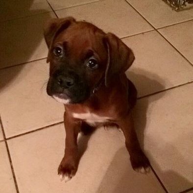 Profile Picture of Anthony LaMonica (@TheAlamonica) on Twitter