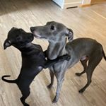 Profile Picture of Harold & Melvin (@hmtheiggys) on Instagram