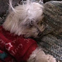 Profile Picture of Shawn Lund (@shawn-lund-11) on Quora