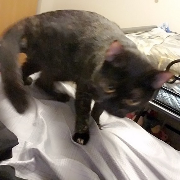 Profile Picture of Runawayriot (@spawnsshort) on Poshmark