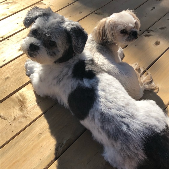 Profile Picture of Wen Lam (@wenlam09) on Poshmark