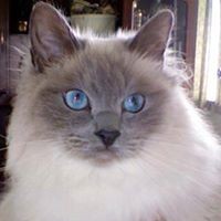 Profile Picture of Raymond Mcguirk (@raymond-mcguirk) on Quora