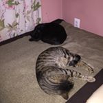 Profile Picture of Javier Merlos (@javiermeroso) on Instagram