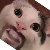 Profile Picture of   cat cannon (@djcatcannon)... (@djcatcannon) on Tiktok