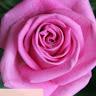 Profile Picture of Lillian Steiner (@@lilliansteiner) on Tiktok