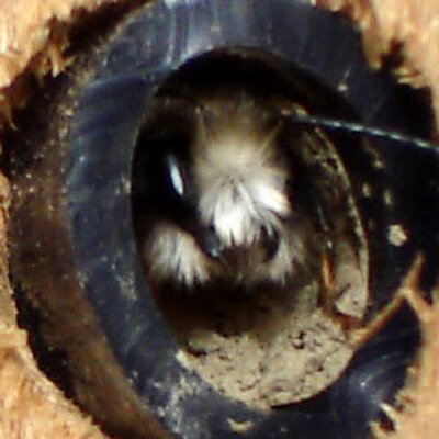 Profile Picture of Paul Bee (@solitarybee) on Twitter