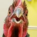 Profile Picture of Kevin Capra (@kevinlegion99) on Pinterest