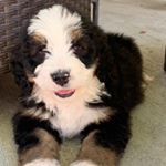 Profile Picture of Henry Tobias Boyle (@henrythedoodledude) on Instagram