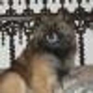 Profile Picture of Angelo Bruno (@182981922) on Myspace