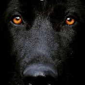 Profile Picture of Matthew Maltby (@IBEDAM88) on Youtube