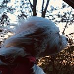 Profile Picture of Josiah Jimenez🙂 (@josiahjj11) on Instagram