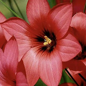 Profile Picture of Asad Kazmi (@asadkazmi4113) on Youtube