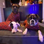 Profile Picture of Bishop Manor Pups (@cynderclydeclementine) on Instagram