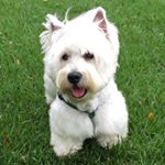 Profile Picture of Duke Thompson Vendramini (@duke.westiee) on Instagram