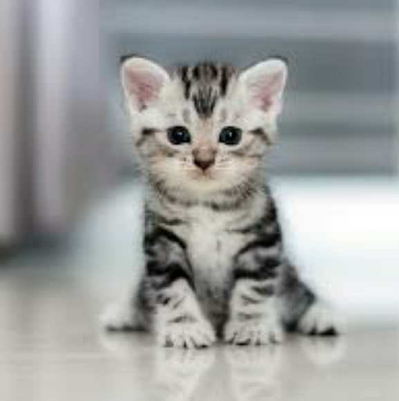 Profile Picture of Alice Parker (@evilalice4801) on Poshmark