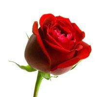 Profile Picture of Karen Word (@karen-word-3) on Quora