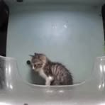 Profile Picture of Dreadvenom Franco (@alice.trinidad.199299) on Facebook