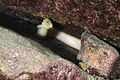 Profile Picture of Mastacembelus flaviduson Wikipedia