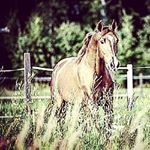 Profile Picture of Bella Schmidt (@horse.lover.bella) on Instagram