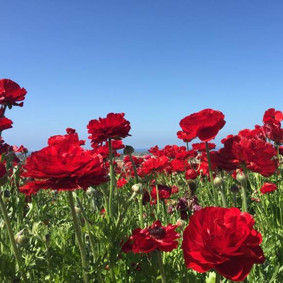 Profile Picture of Bao Bao (@alicebao) on Poshmark