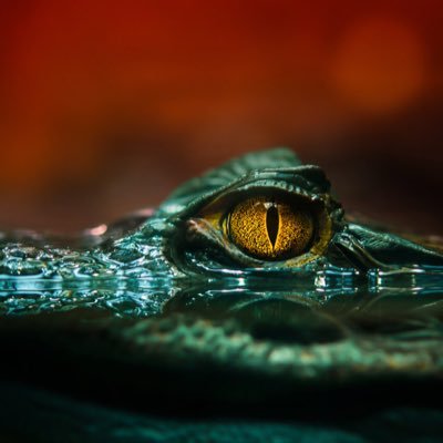 Profile Picture of Justin Bastian (@justinbastian4) on Twitter