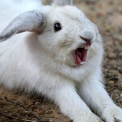 Profile Picture of Philip Wu / Double / SeaSwirl (@philipwu17) on Twitter