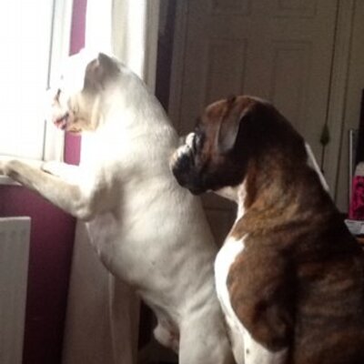 Profile Picture of Jo Perrin (@joperrinmilo) on Twitter
