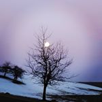 Profile Picture of Marianne Hartmann (@alchemilla44) on Instagram