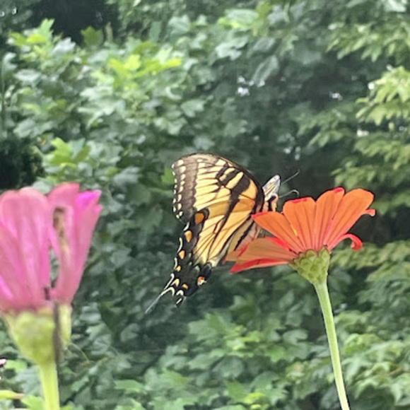 Profile Picture of Marysia Roehl (@marysia789) on Poshmark