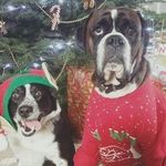 Albert George - Instagram Profile Picture of Albert George (@bushcraftshropshire) on Instagram