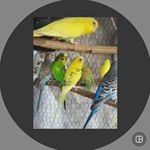 Profile Picture of Simmi (@samrin_6010) on Instagram