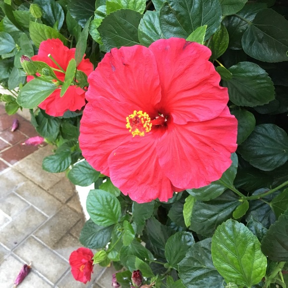 Profile Picture of Karine Belleville (@kbellev) on Poshmark