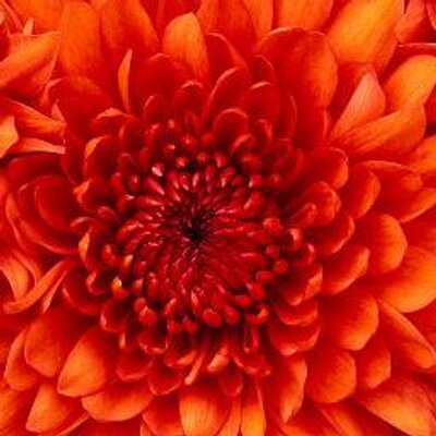 Profile Picture of Lucia Fuentes (@luciafuentes123) on Twitter