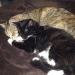 Profile Picture of Bryel & Beckett's Cats !! (@marleyyandjerseyy) on Instagram