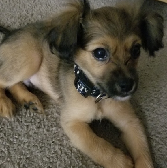 Profile Picture of Star Ostberg (@aejakim) on Poshmark