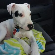 Profile Picture of Zoë Gibbs (@ZoGibbs1) on Twitter