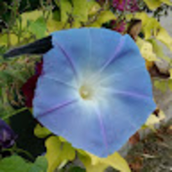 Profile Picture of Amy Krebs (@amy058) on Poshmark